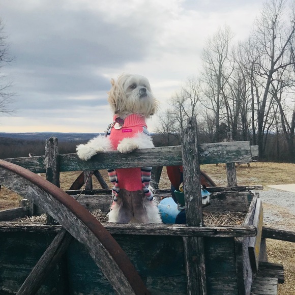 Meet your Posher, Brittney - Picture 4 of 5